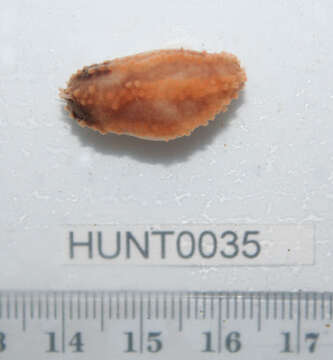 Image of Orange-footed sea cucumber