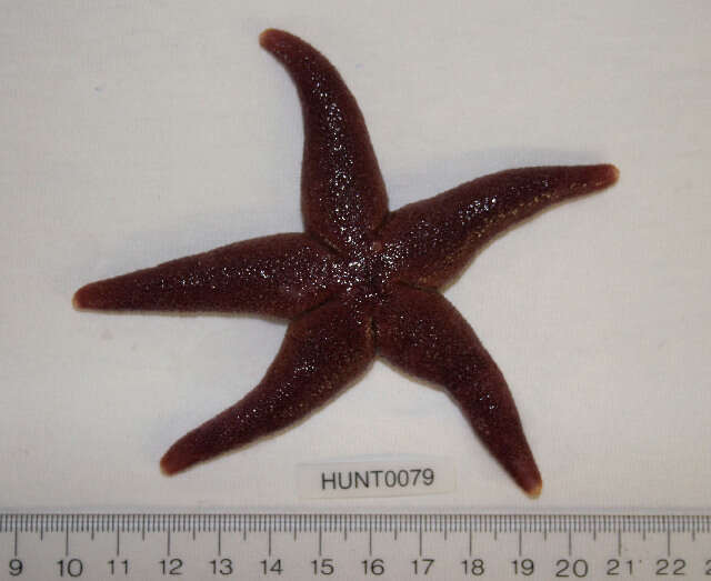 Image of Blood star