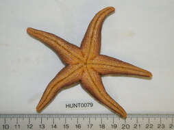 Image of Blood star