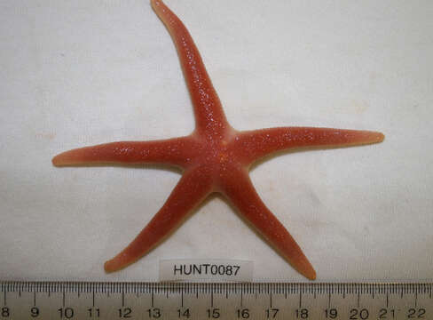 Image of Bloody Henry starfish