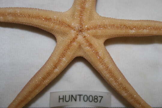 Image of Bloody Henry starfish