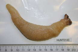 Image of Drummond's sea cucumber