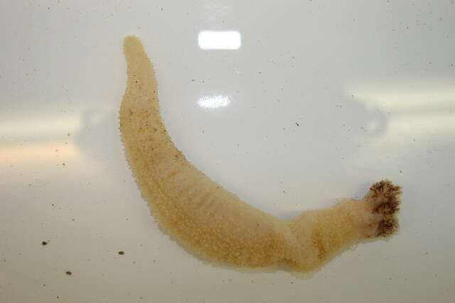 Image of Drummond's sea cucumber