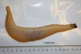 Image of Drummond's sea cucumber