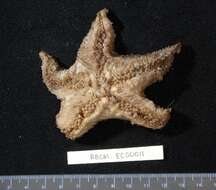 Image of Pteraster jordani Fisher 1905