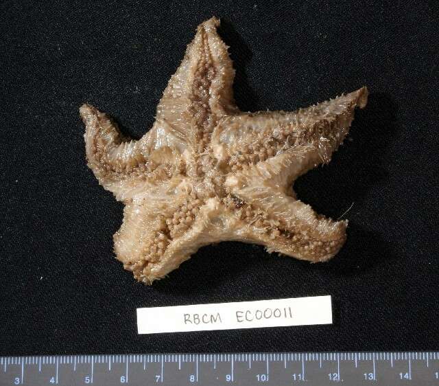 Image of Pteraster jordani Fisher 1905