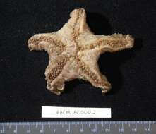 Image of Pteraster jordani Fisher 1905