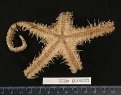 Image of Benthopecten claviger Fisher 1910