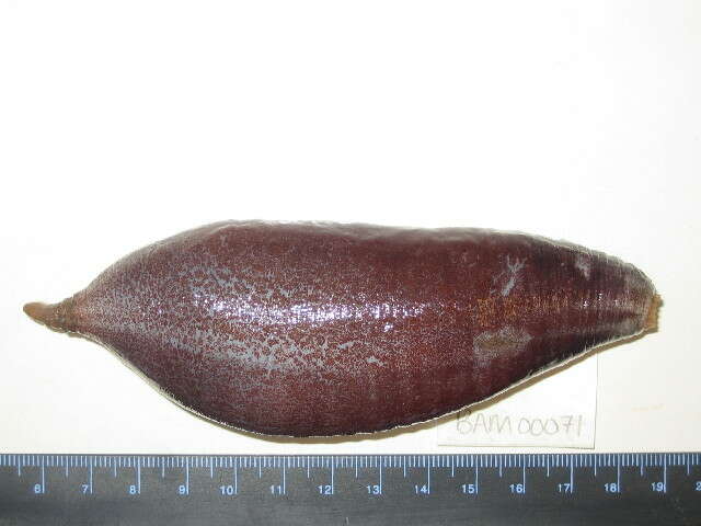 Image of intermediate fusiform sea cucumber