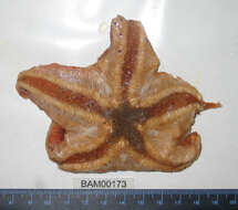 Image of Wrinkled slime star