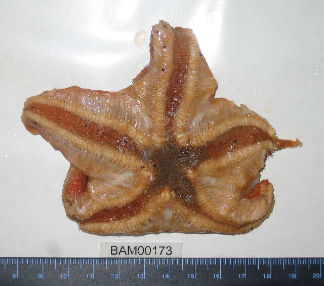 Image of Wrinkled slime star