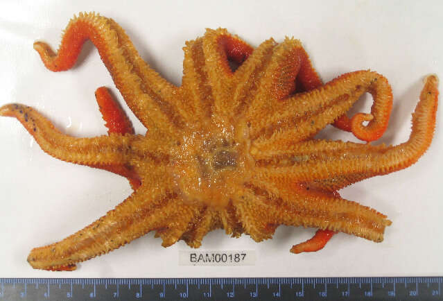 Image of Solaster