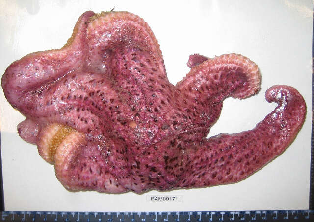 Pisaster brevispinus (Stimpson 1857) resmi