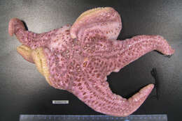 Image of Giant Pink Sea Star