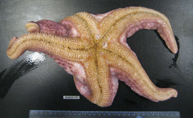 Image of Giant Pink Sea Star