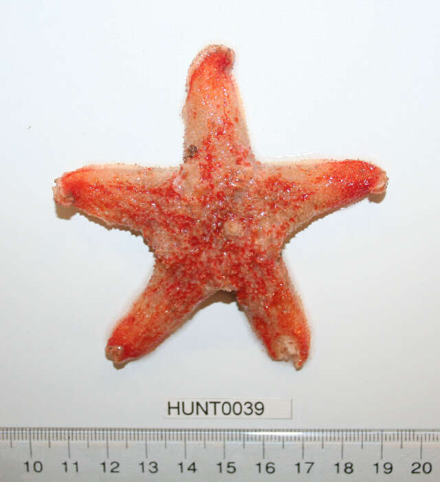 Image of Wrinkled slime star