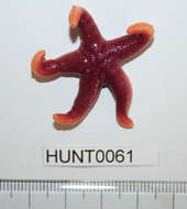 Image of Blood star