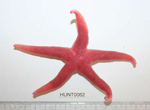 Image of Bloody Henry starfish