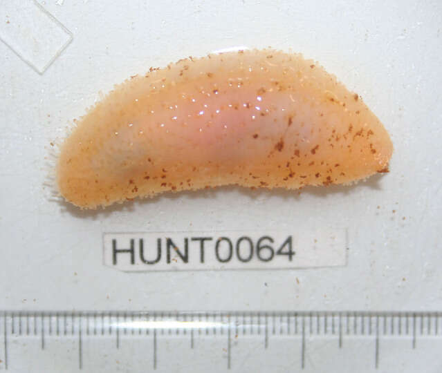 Image of Drummond's sea cucumber