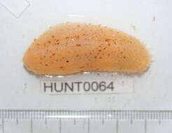 Image of Drummond's sea cucumber