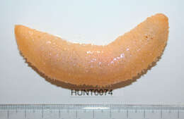 Image of Drummond's sea cucumber