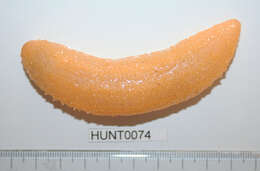 Image of Drummond's sea cucumber