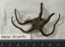 Image of <i>Ophiophthalmus normani</i>