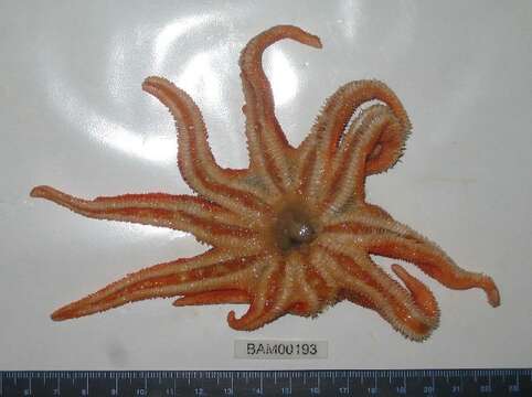 Image of Solaster