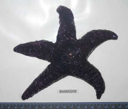 Image of ochre sea star