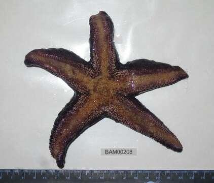 Image of ochre sea star