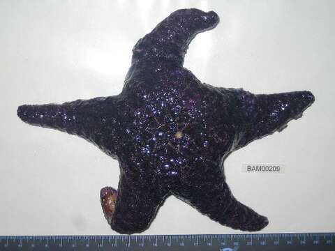 Imagem de Pisaster ochraceus (Brandt 1835)