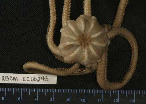 Image of Pipe-cleaner Brittlestar