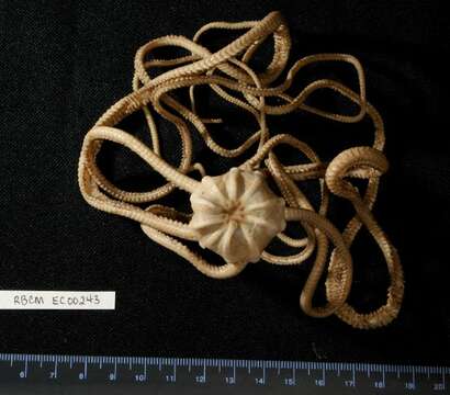 Image of Pipe-cleaner Brittlestar