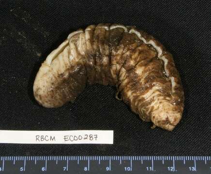 Image of bumpy sea cucumber