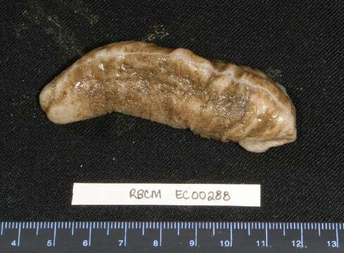 Image of bumpy sea cucumber