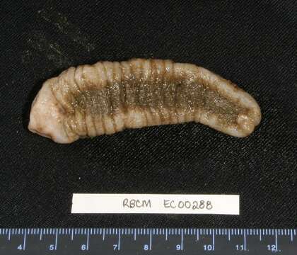 Image of bumpy sea cucumber