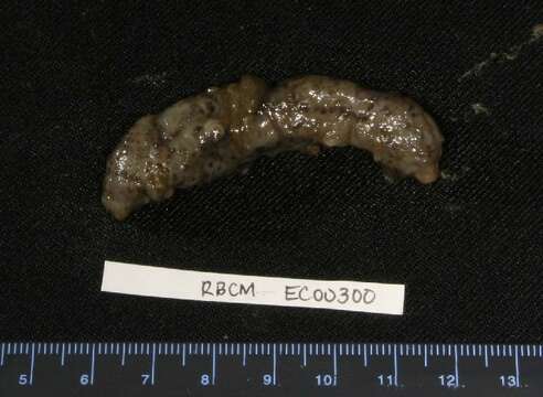 Image of Moseley's sea cucumber