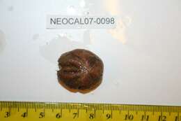 Image of wide heart sea urchin