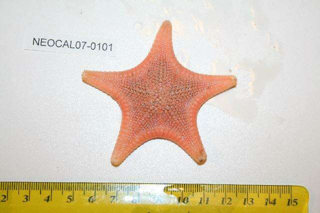 Image of Mediaster aequalis Stimpson 1857