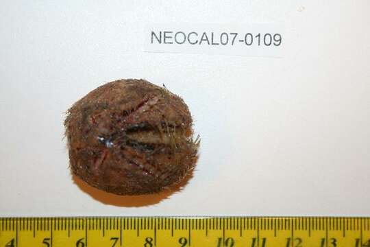 Image of wide heart sea urchin