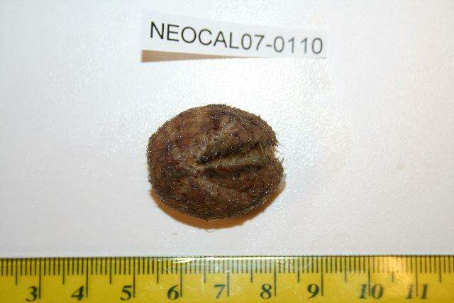 Image of wide heart sea urchin