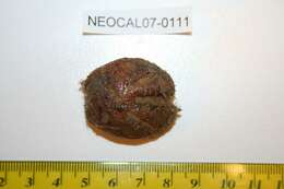 Image of wide heart sea urchin