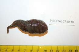 Image of intermediate fusiform sea cucumber