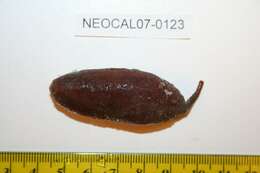 Image of intermediate fusiform sea cucumber