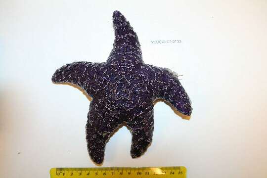 Image of ochre sea star