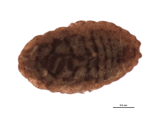 Image of Crisicoccus matsumotoi (Siraiwa 1935)