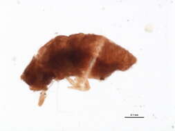 Image of Planococcus kraunhiae (Kuwana 1902)
