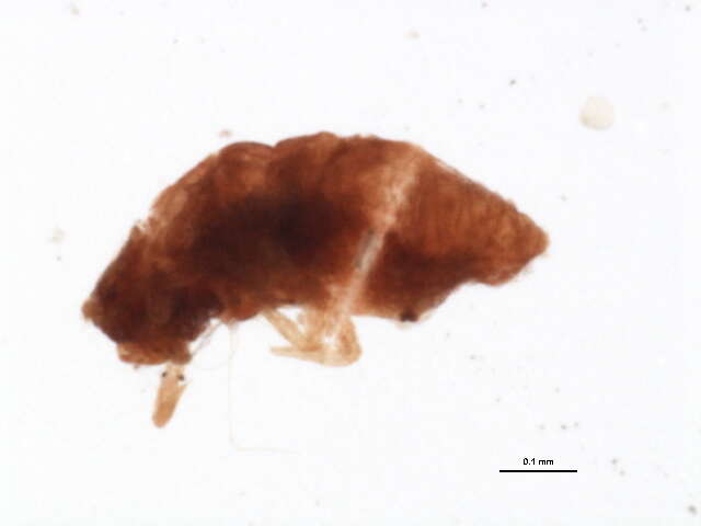 Image of Planococcus kraunhiae (Kuwana 1902)
