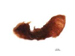 Image of Planococcus kraunhiae (Kuwana 1902)