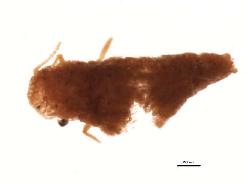 Image of Citrus mealybug